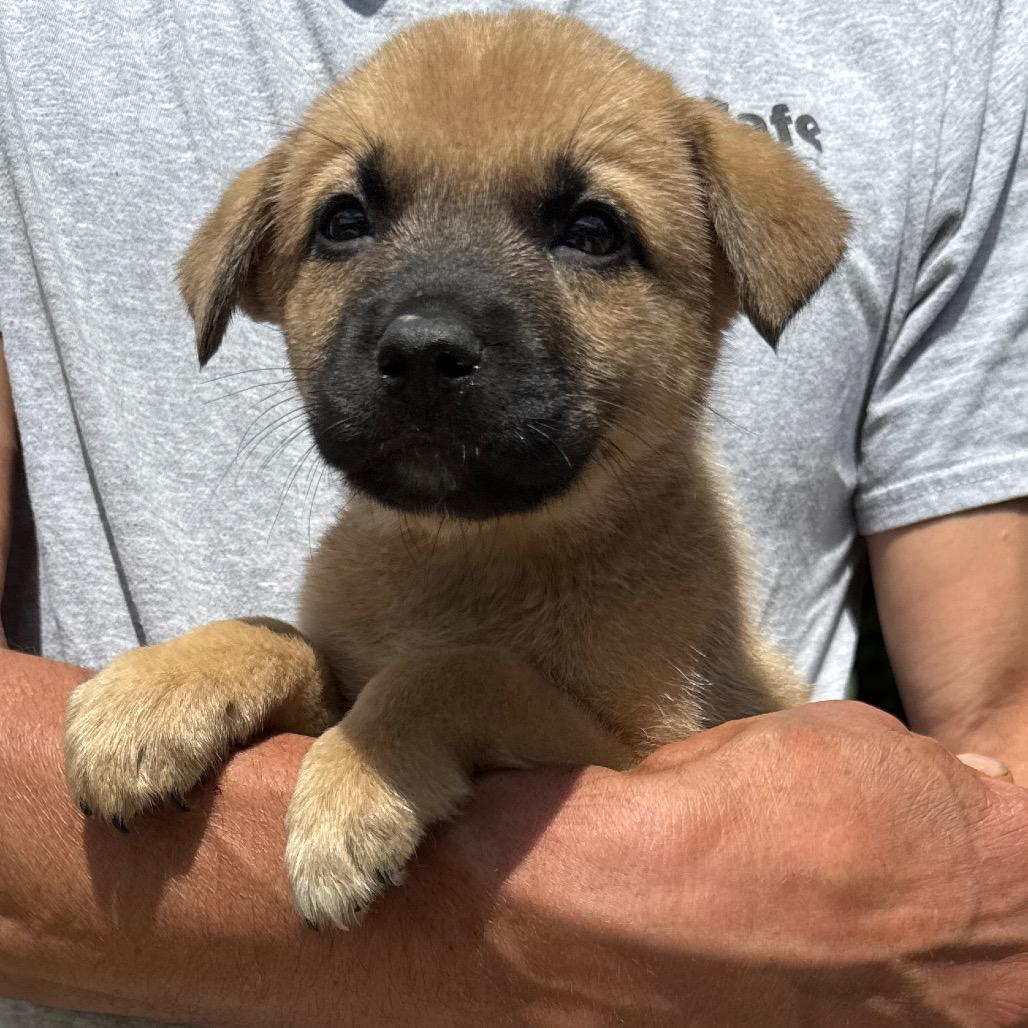 Enlarge NY Paul Avail Jun 13 (Choice Pet Carmel), a Adoptable mixed breed in Eastford, CT image 2/3
