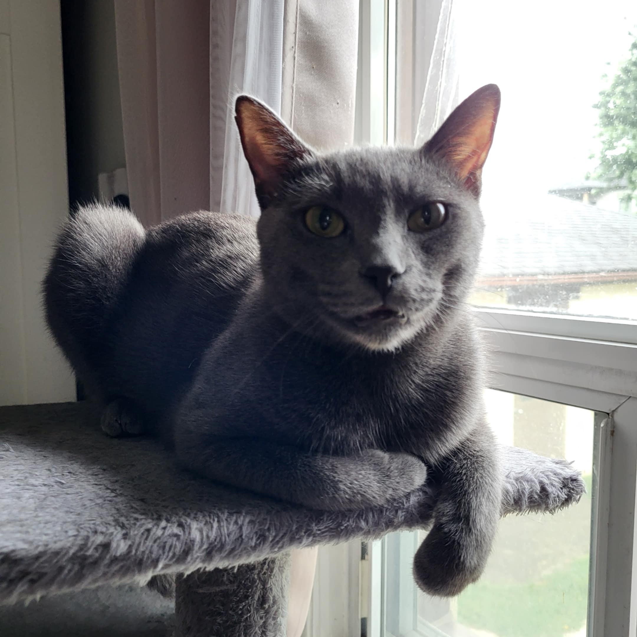 Willow
