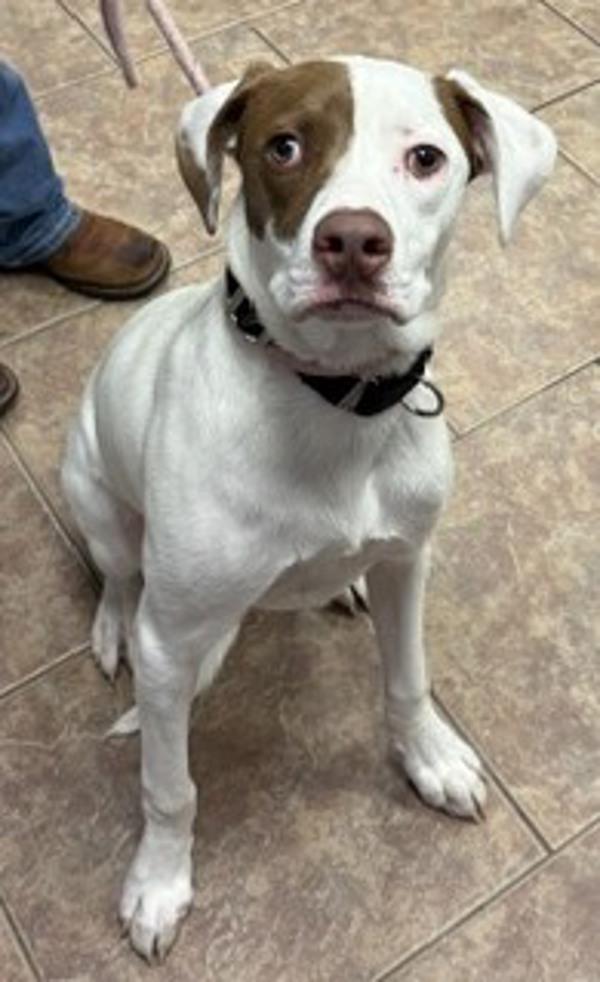Bird, Adoptable, Young Male Hound & Pit Bull Terrier.