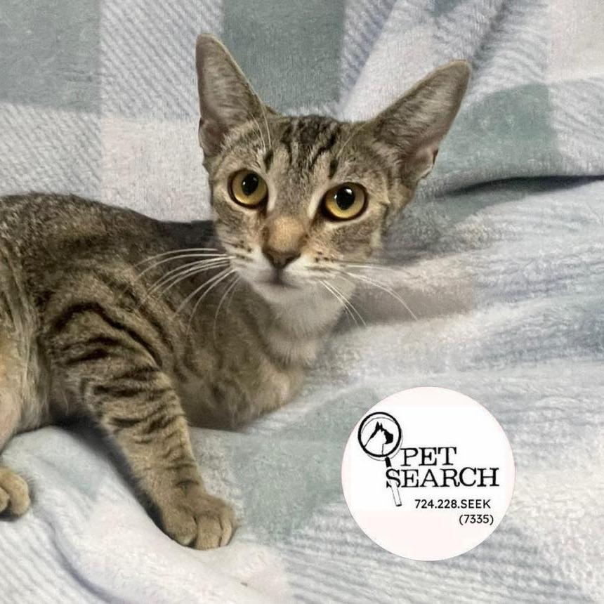 Lucky, Adoptable, Young Female Domestic Short Hair.