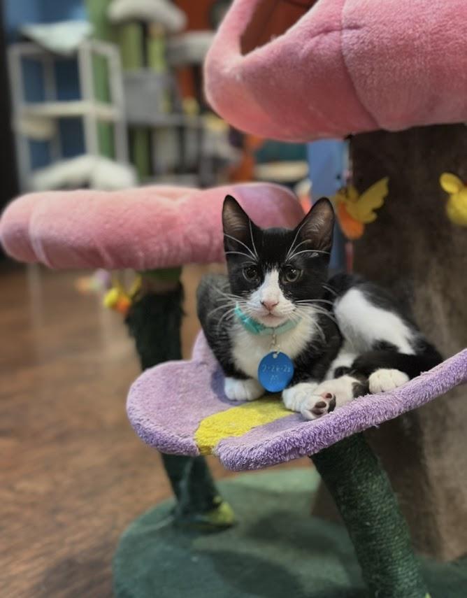 Lumos, adopted, Kitten Male Domestic Short Hair.