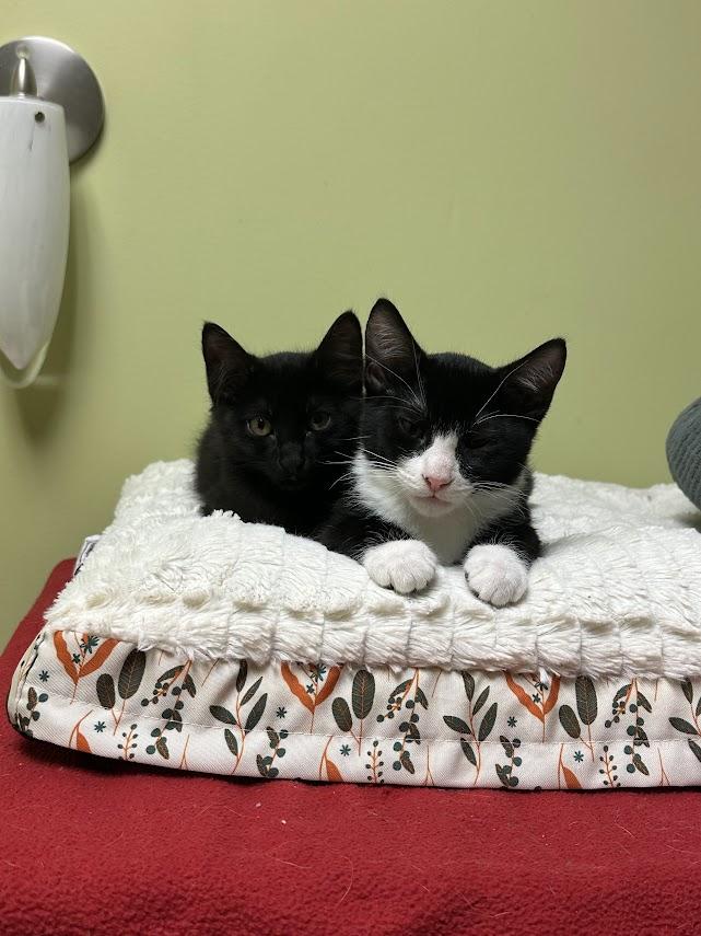 Lumos, an adopted Domestic Short Hair in The Colony, TX image 2/2