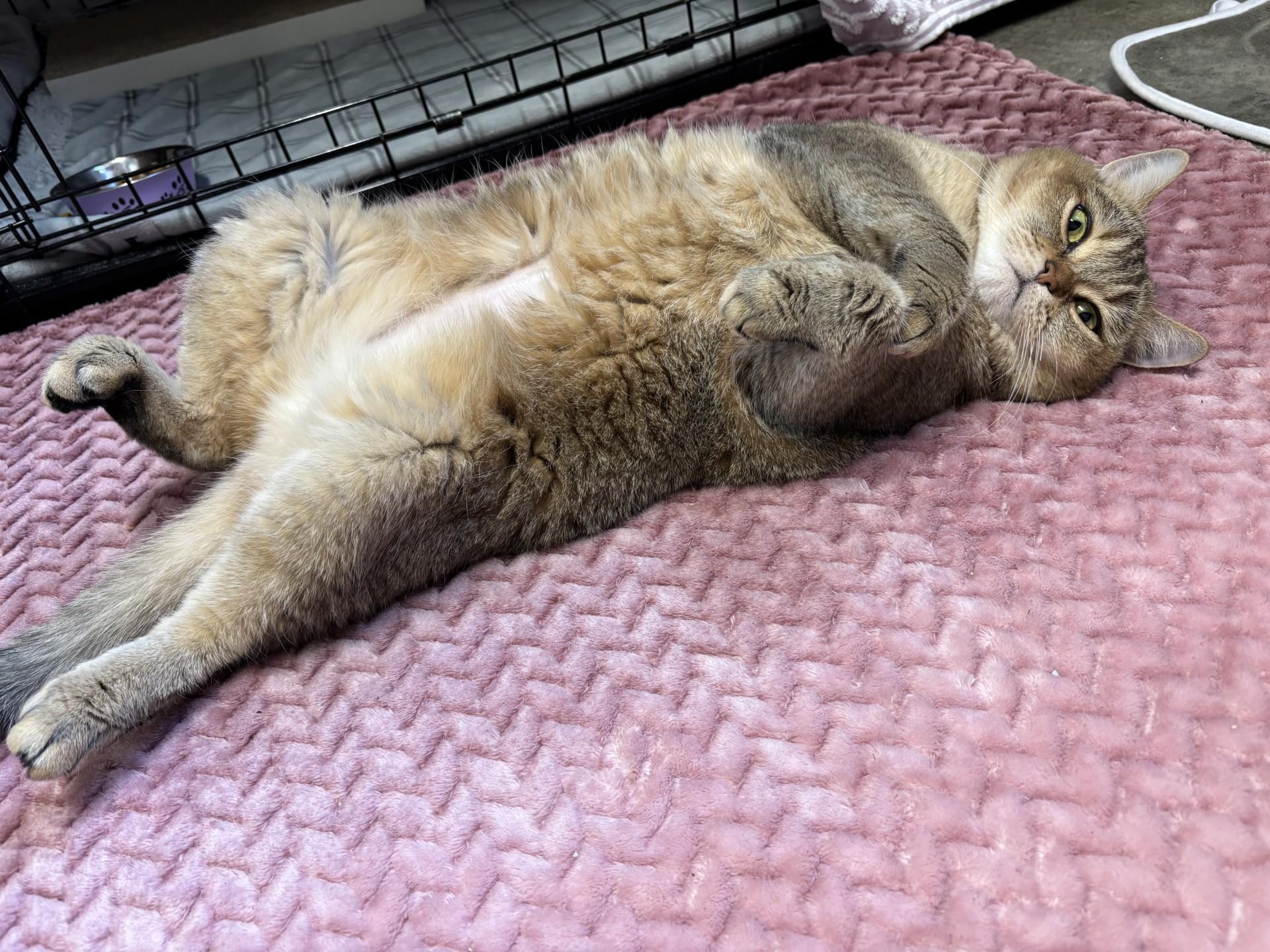 Piper, a ADOPTABLE British Shorthair in Delta, BC image 3/4