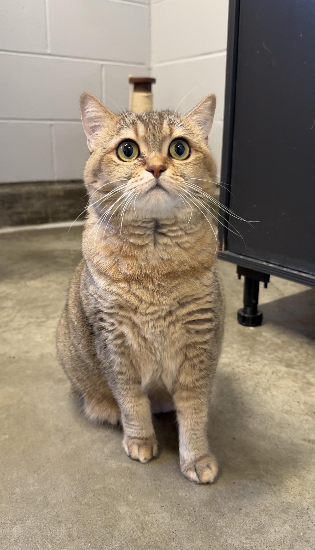 Piper, a ADOPTABLE British Shorthair in Delta, BC image 1/4