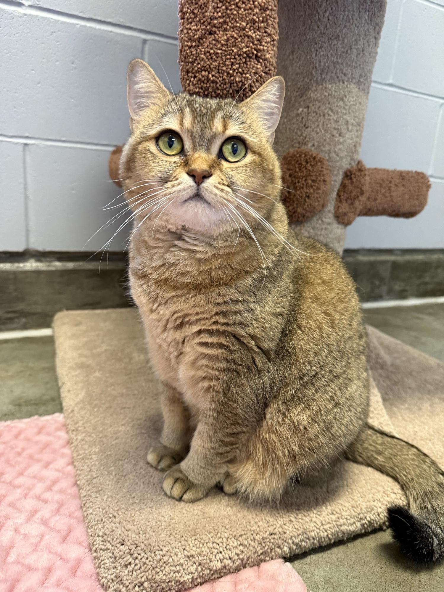 Piper, a ADOPTABLE British Shorthair in Delta, BC image 2/4