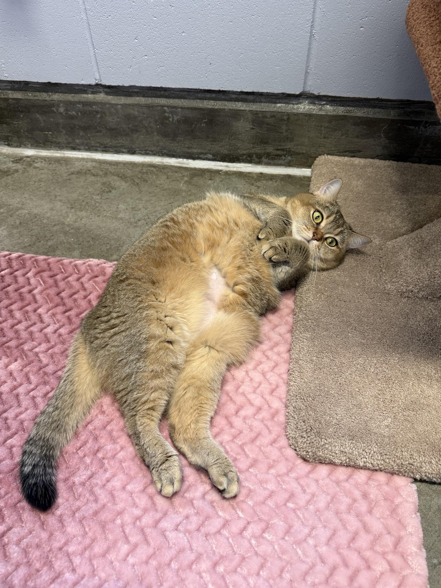 Piper, a ADOPTABLE British Shorthair in Delta, BC image 4/4