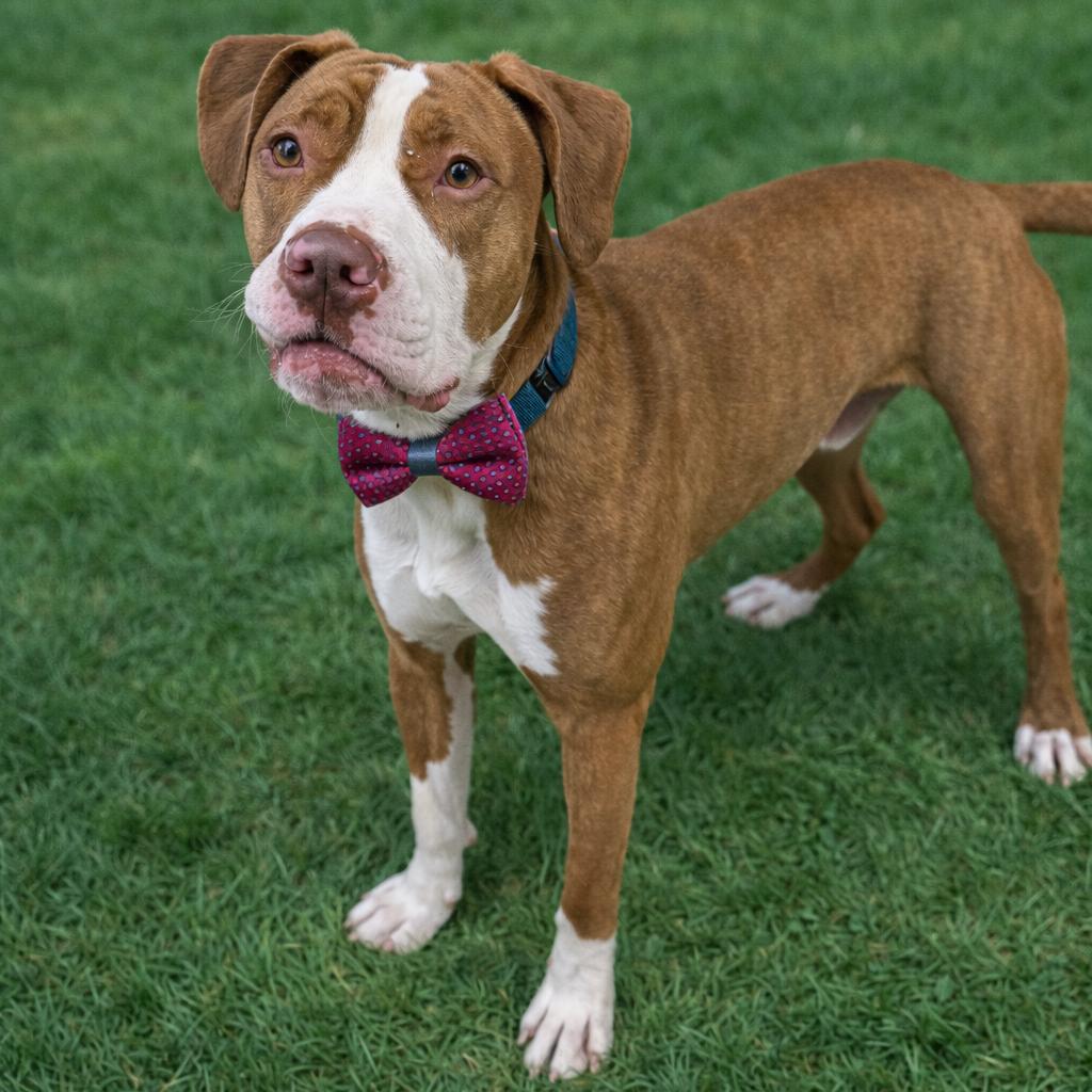 Draco, Adoptable, Young Male Mixed Breed & Mixed Breed.