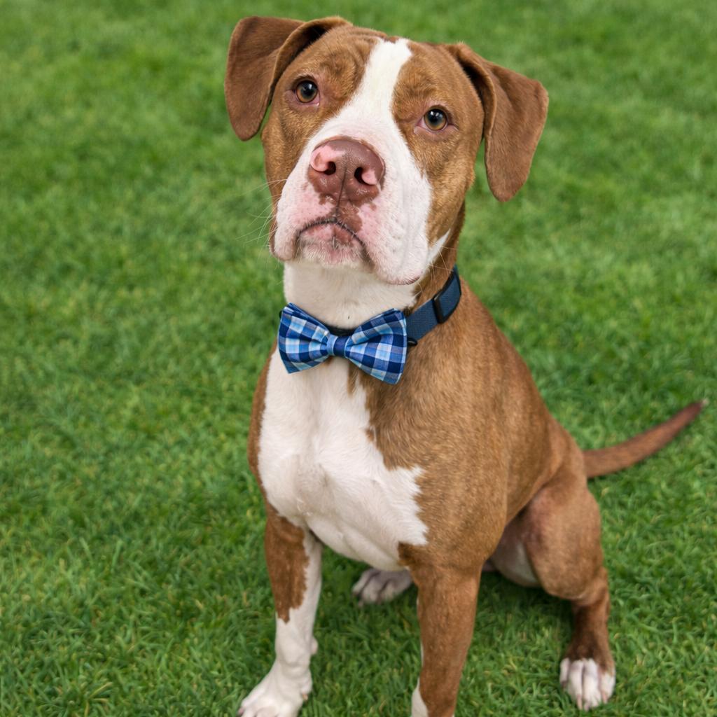 Draco, a Adoptable mixed breed in Binghamton, NY image 2/5