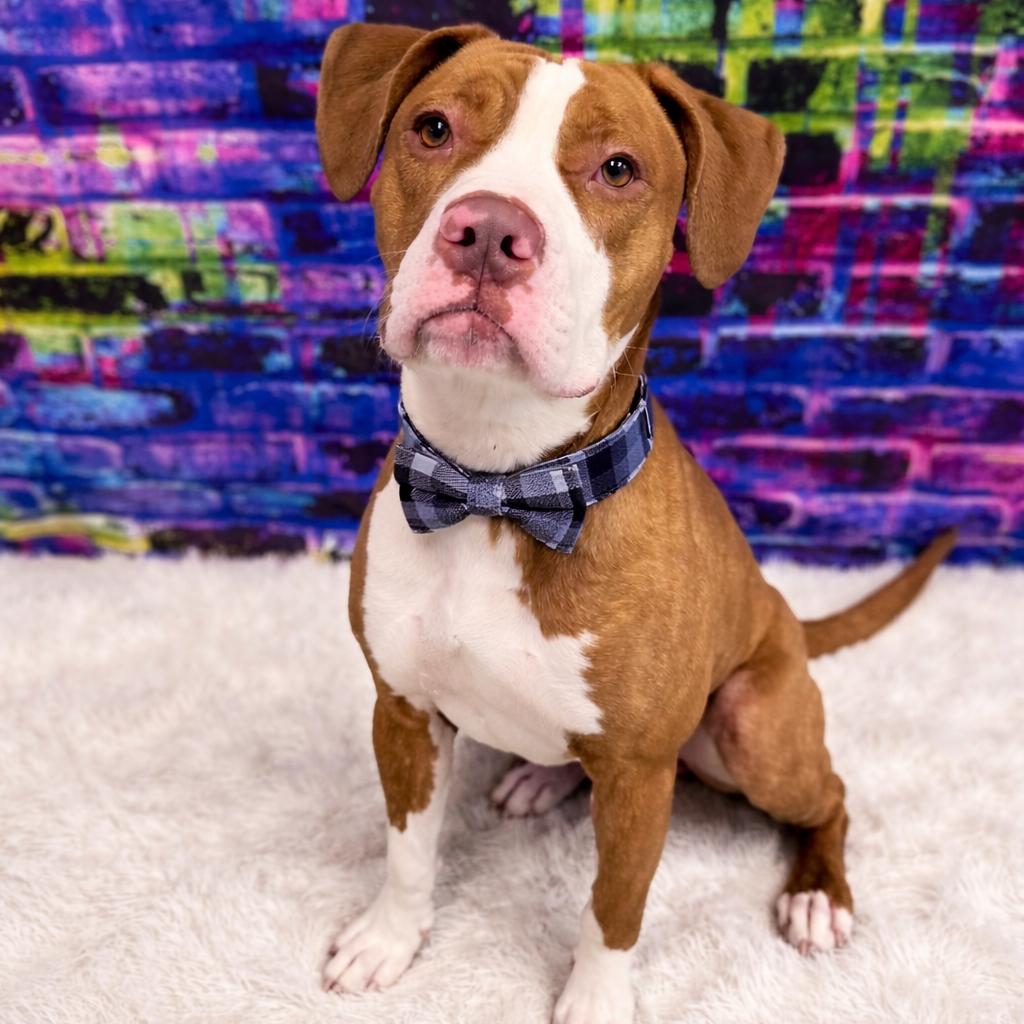 Draco, a Adoptable mixed breed in Binghamton, NY image 4/5