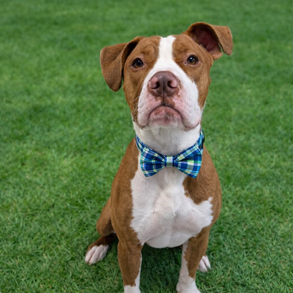 Draco, a Adoptable mixed breed in Binghamton, NY image 5/5