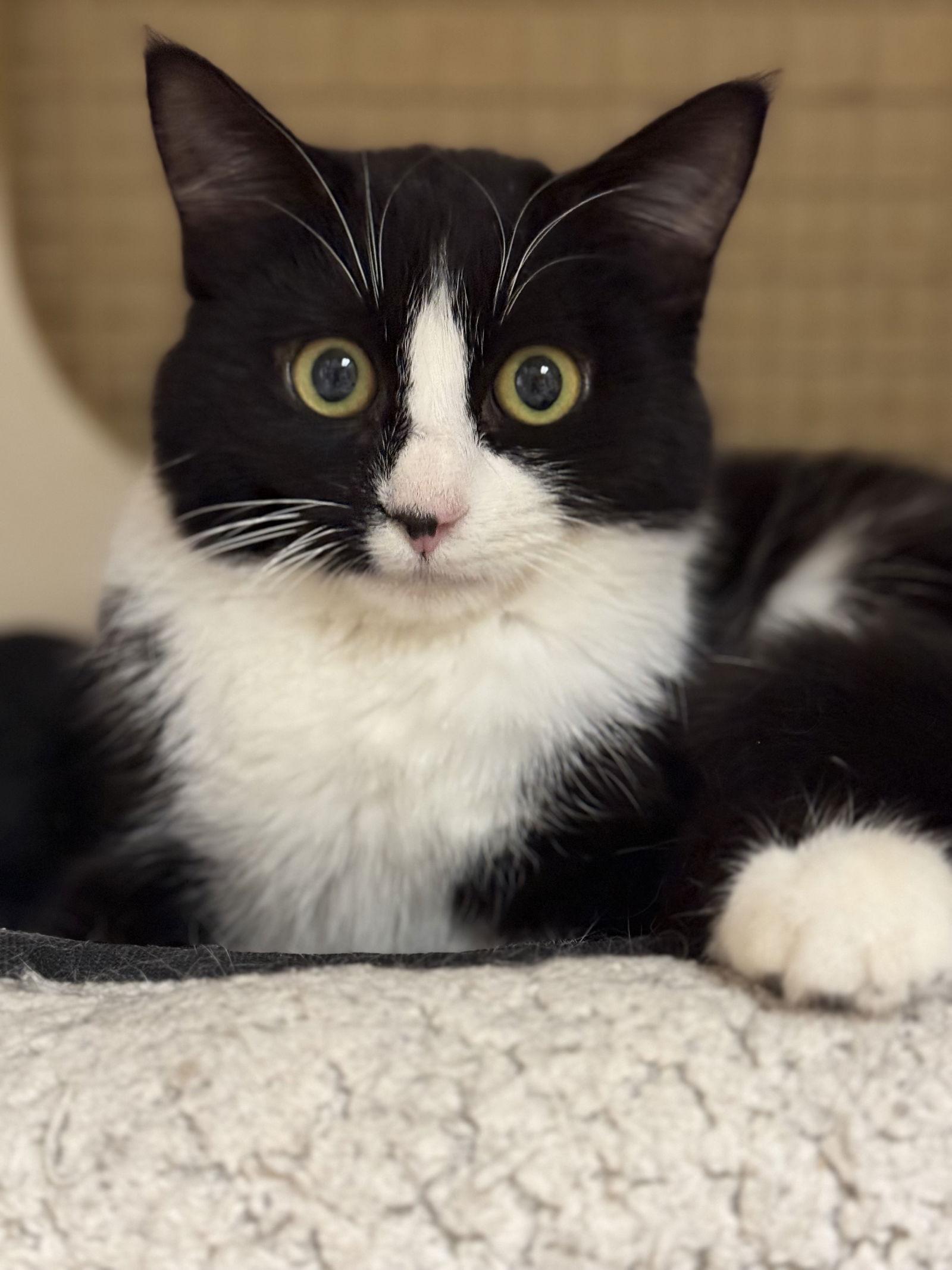 Enlarge Samantha Napa Petco, a Adoptable Tuxedo in Napa, CA image 1/3
