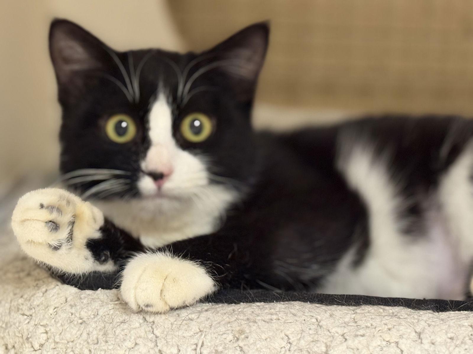 Enlarge Samantha Napa Petco, a Adoptable Tuxedo in Napa, CA image 2/3