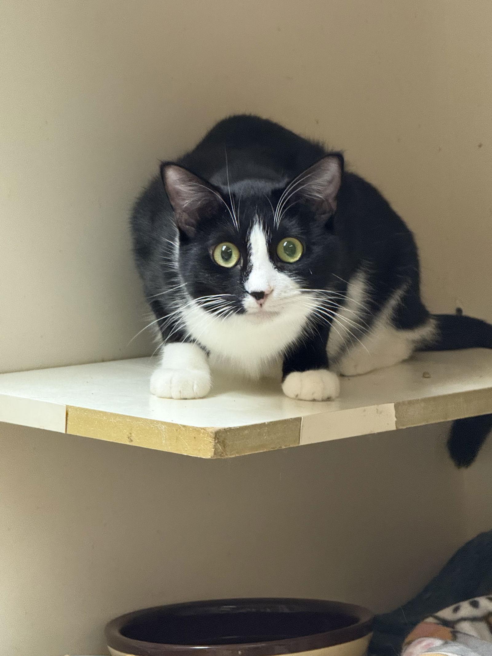 Enlarge Samantha Napa Petco, a Adoptable Tuxedo in Napa, CA image 3/3