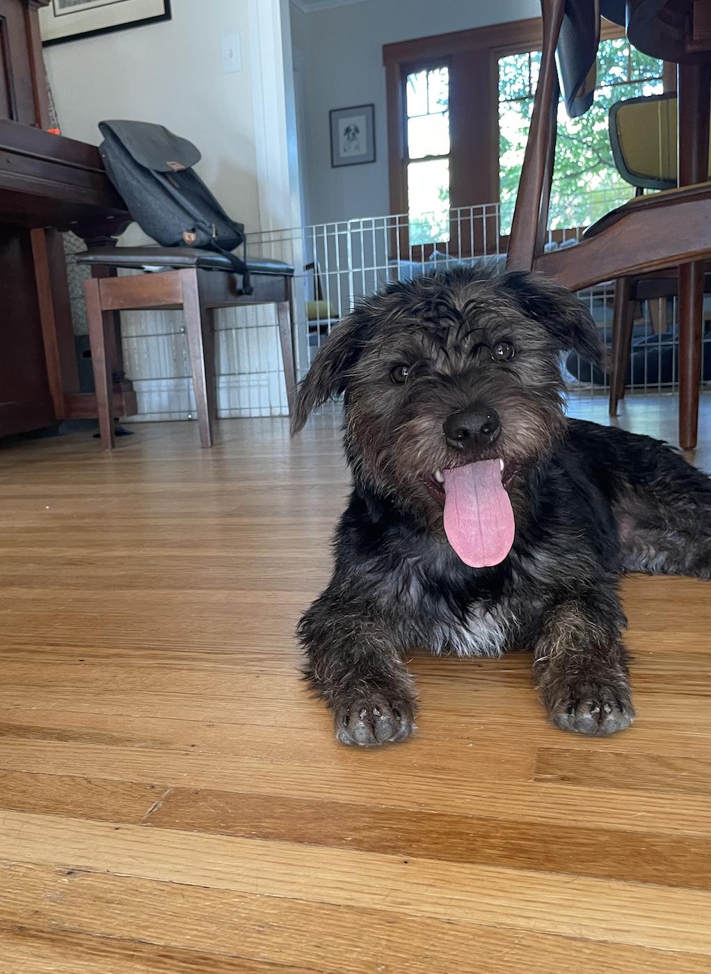 Chance, Adoptable, Puppy Male Terrier.