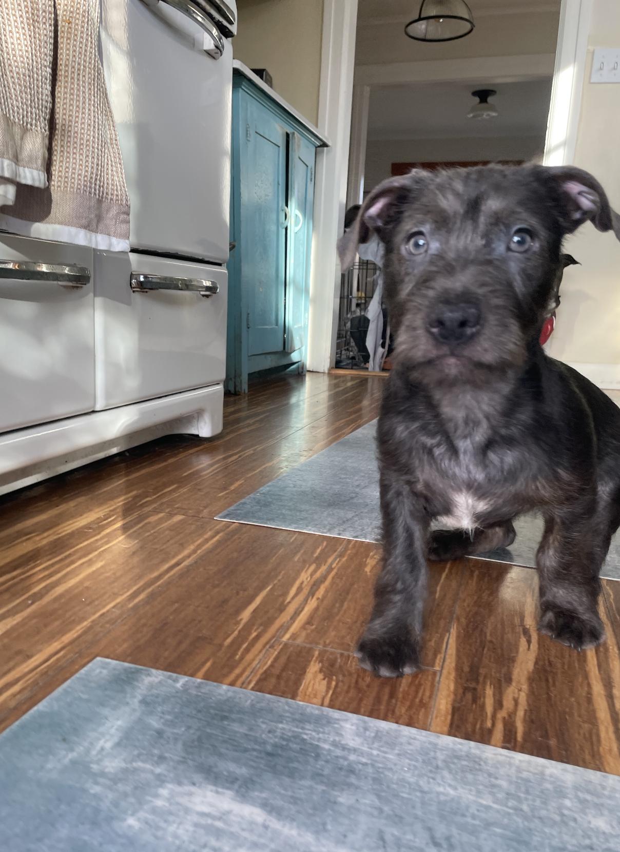 Chance, a Adoptable mixed breed in Emeryville, CA image 2/4