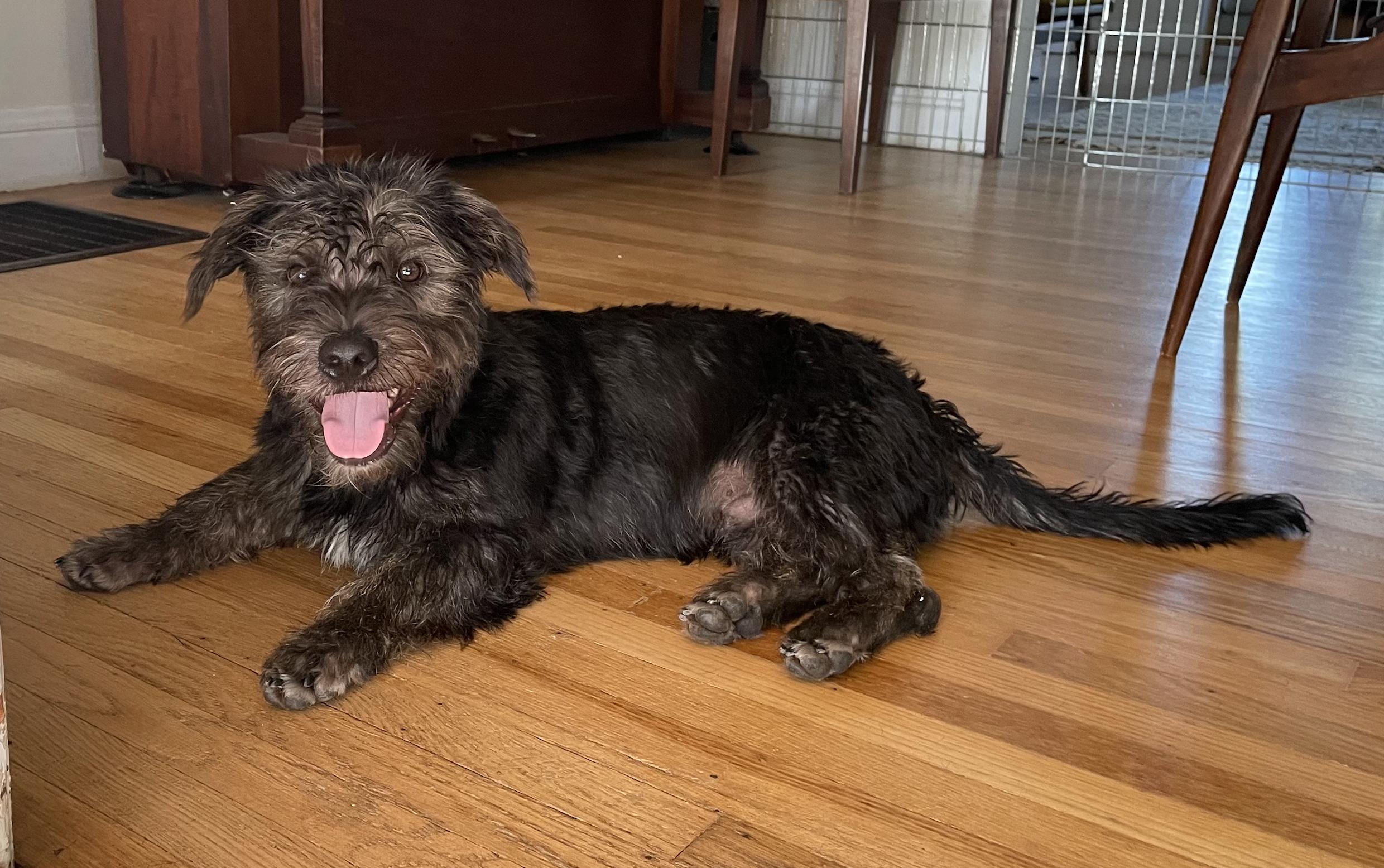 Enlarge Chance, a Adoptable mixed breed in Emeryville, CA image 3/5
