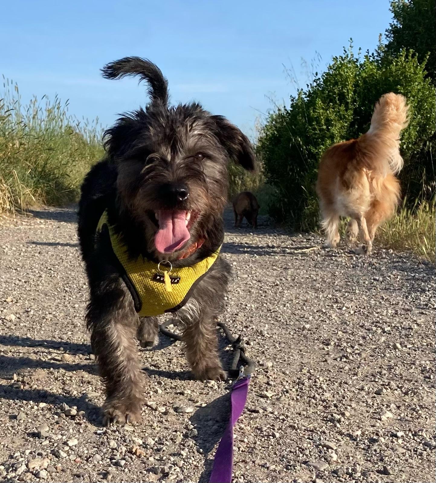 Chance, Adoptable, Puppy Male Terrier.