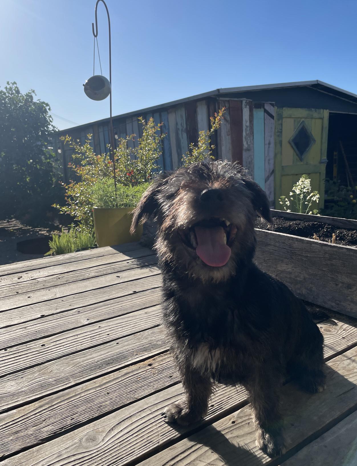 Enlarge Chance, a Adoptable mixed breed in Emeryville, CA image 2/5