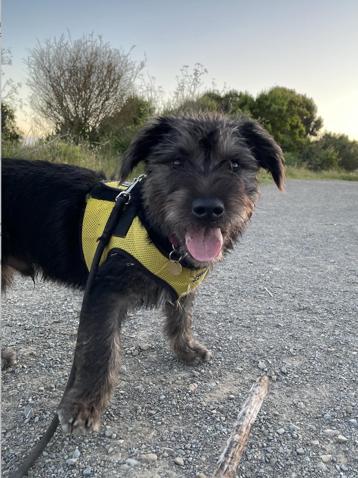 Enlarge Chance, a Adoptable mixed breed in Emeryville, CA image 5/5