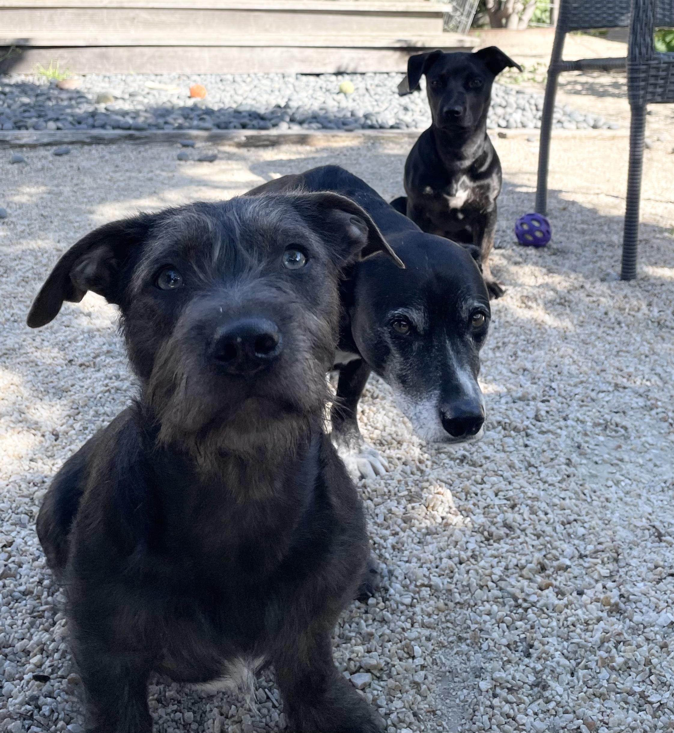 Enlarge Chance, a Adoptable mixed breed in Emeryville, CA image 5/5