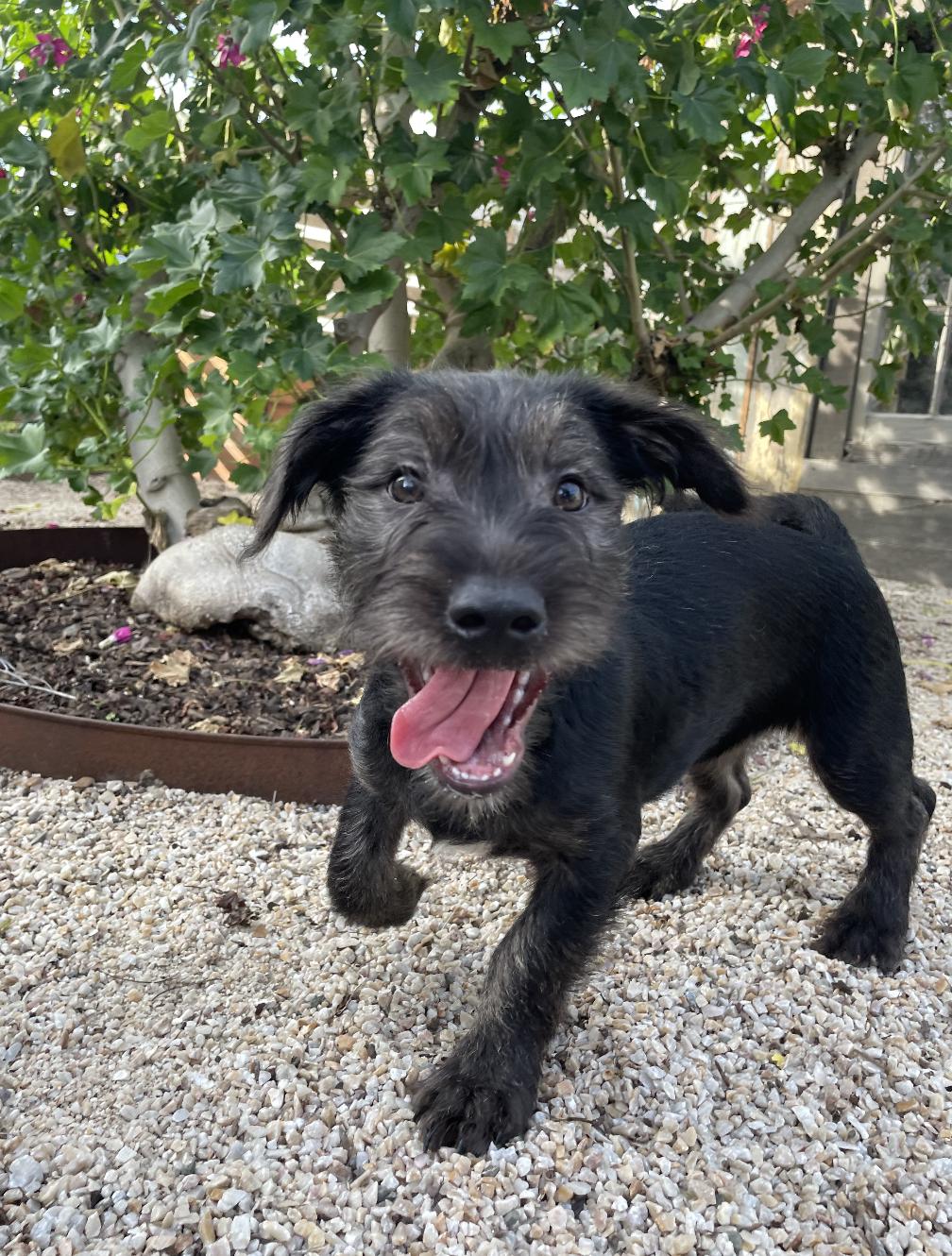 Chance, a Adoptable mixed breed in Emeryville, CA image 1/4