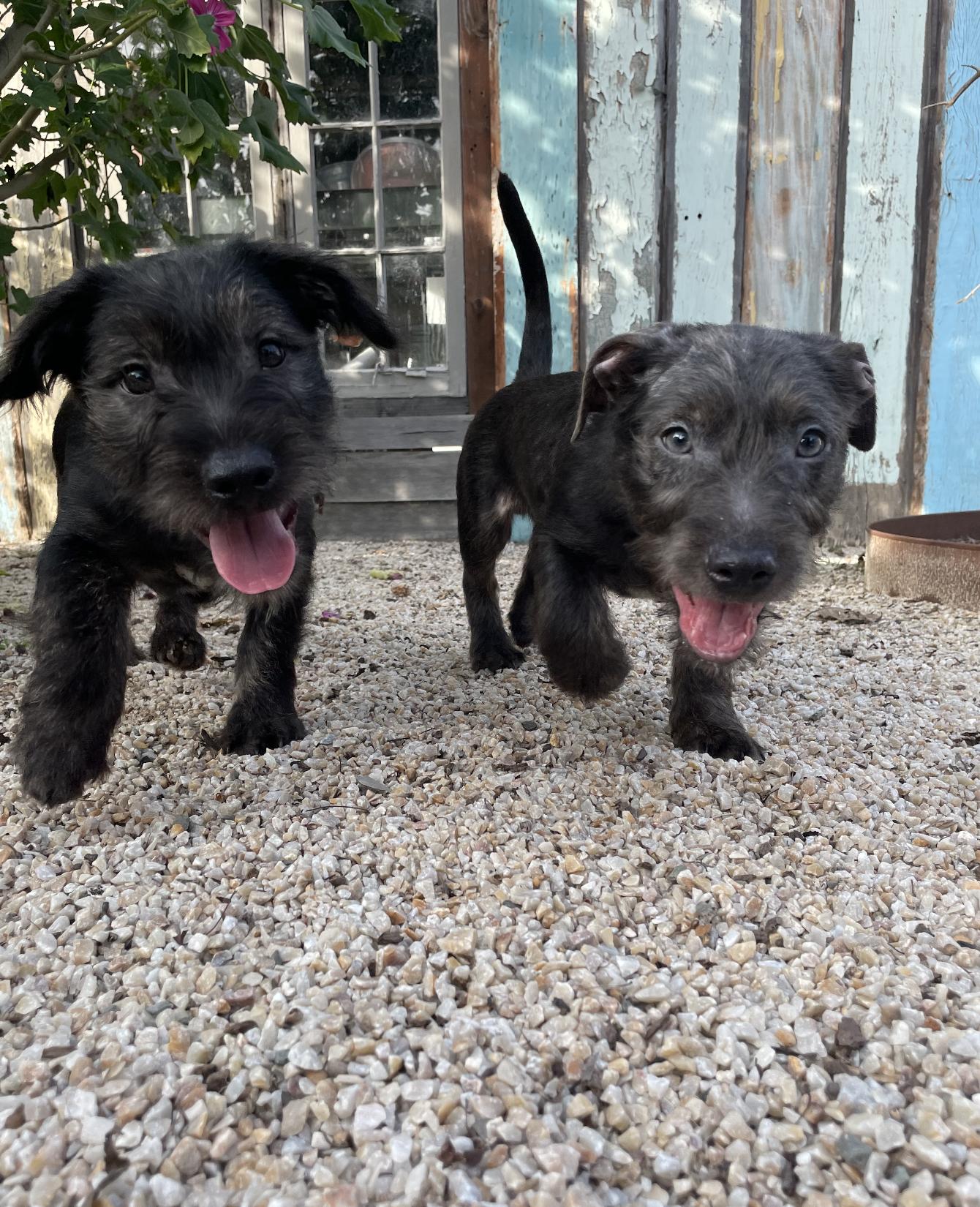 Chance, a Adoptable mixed breed in Emeryville, CA image 3/4