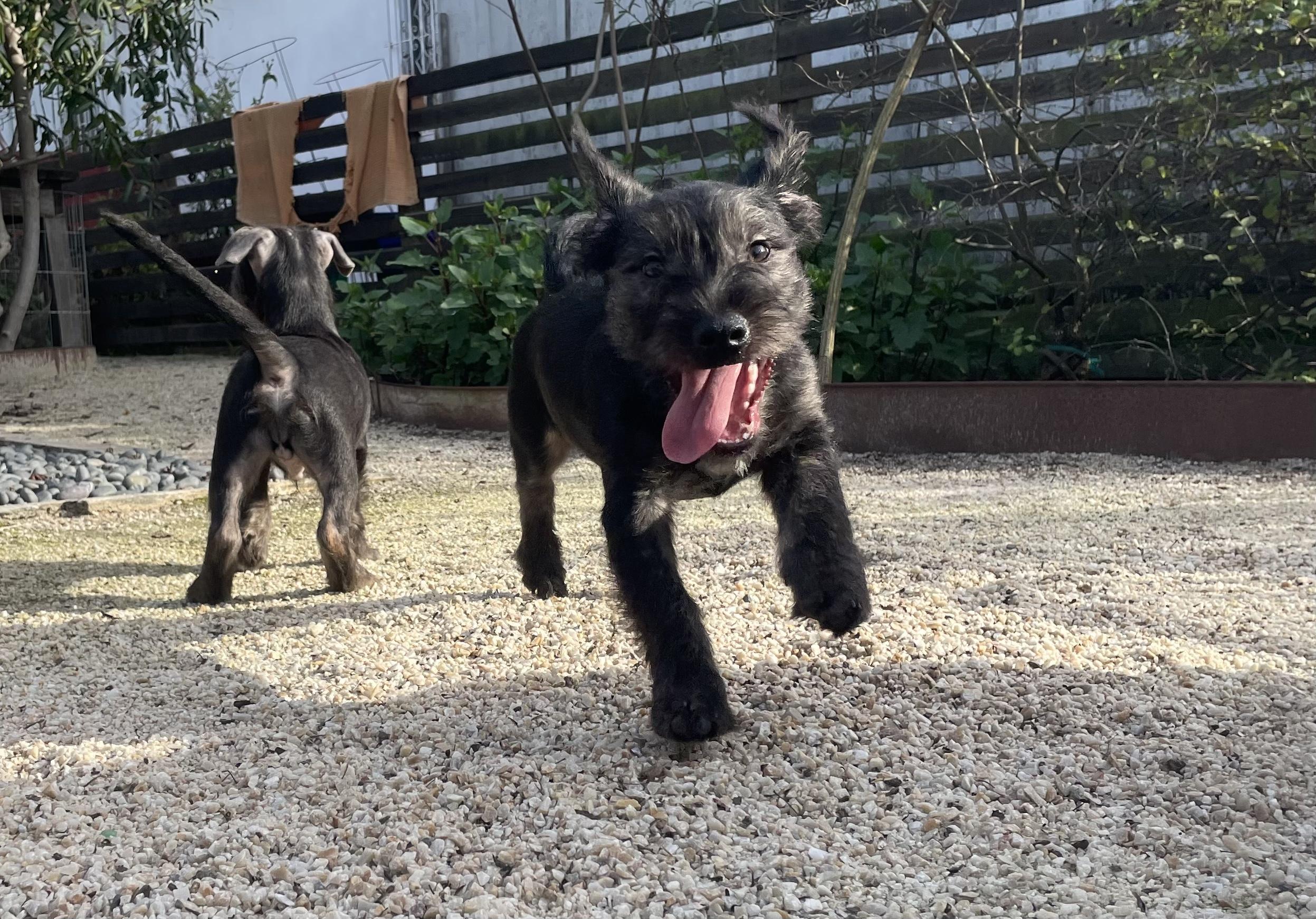 Chance, a Adoptable mixed breed in Emeryville, CA image 4/4