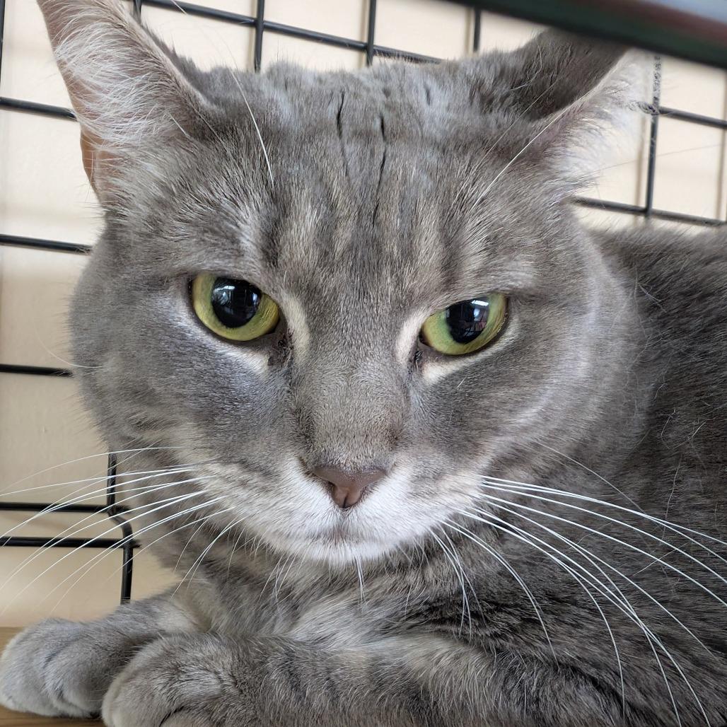 Enlarge Ariel, a Adoptable mixed breed in Blairsville, GA image 1/1