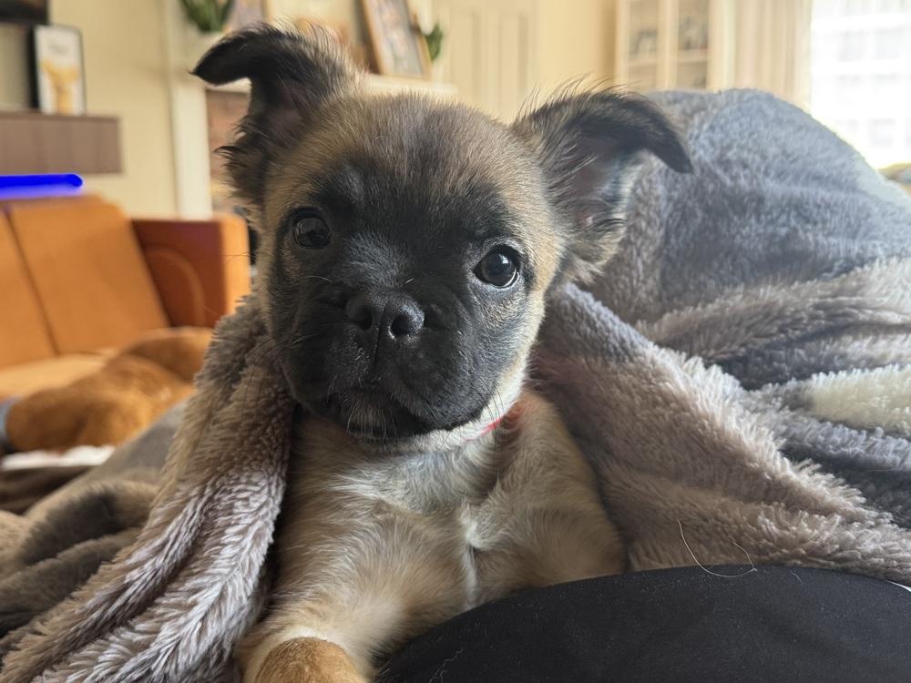 Gus, a Adoptable mixed breed in Brewster , NY image 1/6