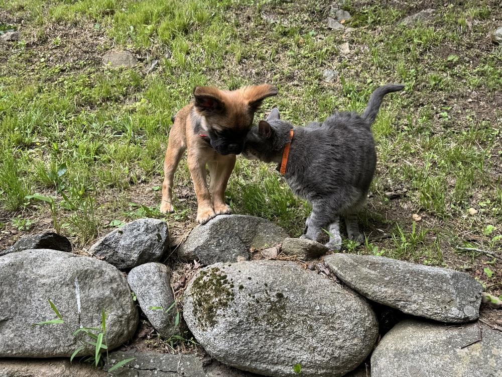 Gus, a Adoptable mixed breed in Brewster , NY image 2/6