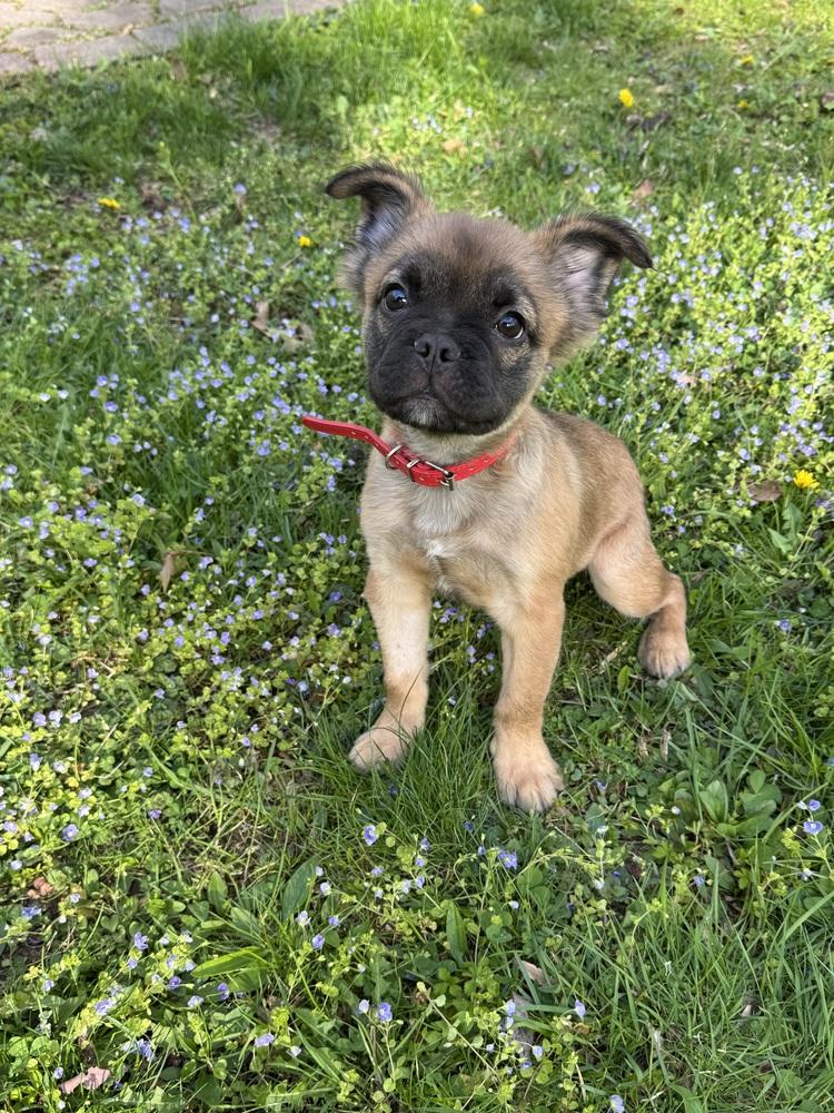 Gus, a Adoptable mixed breed in Brewster , NY image 5/6