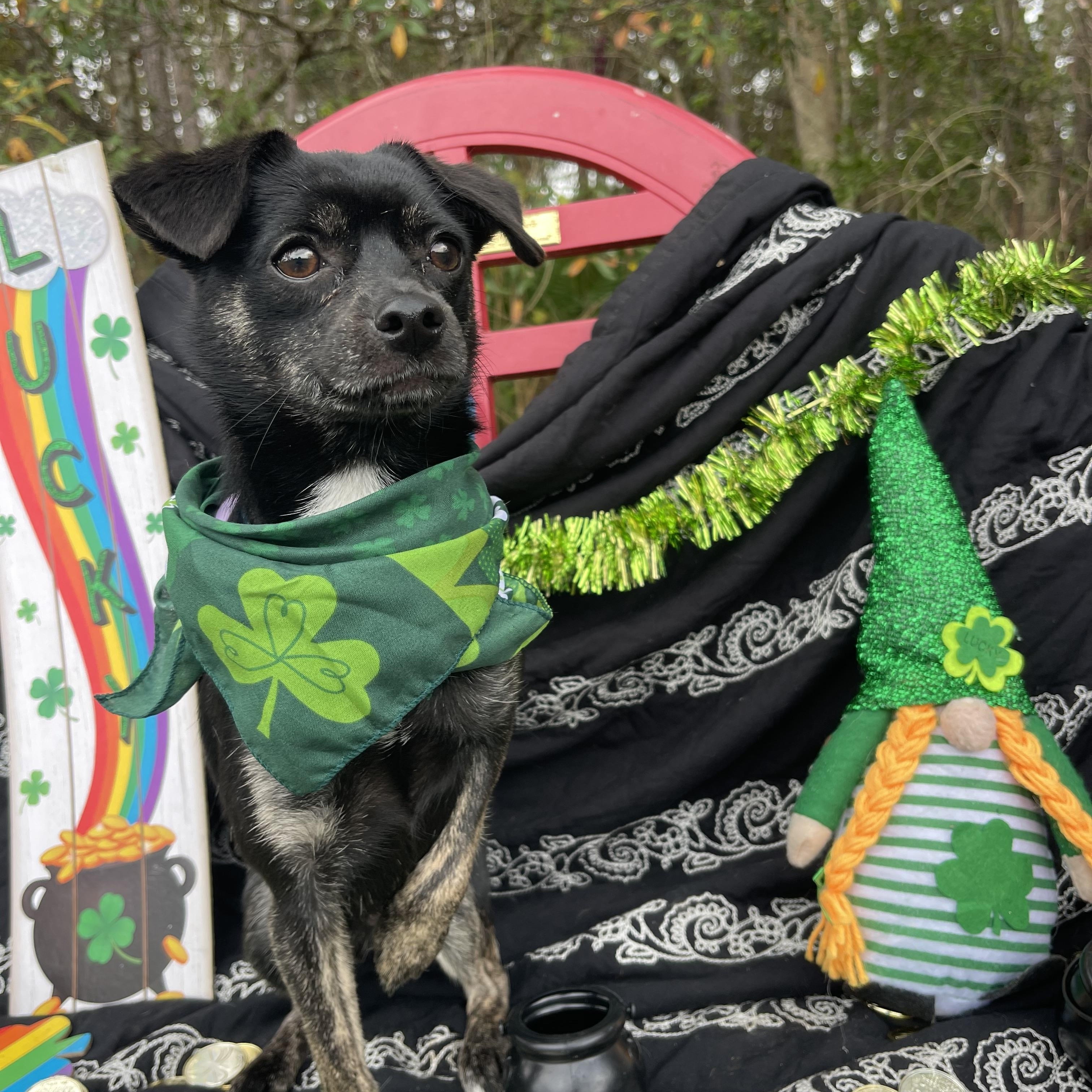 Cherry, an adopted mixed breed in Sebring, FL image 3/4