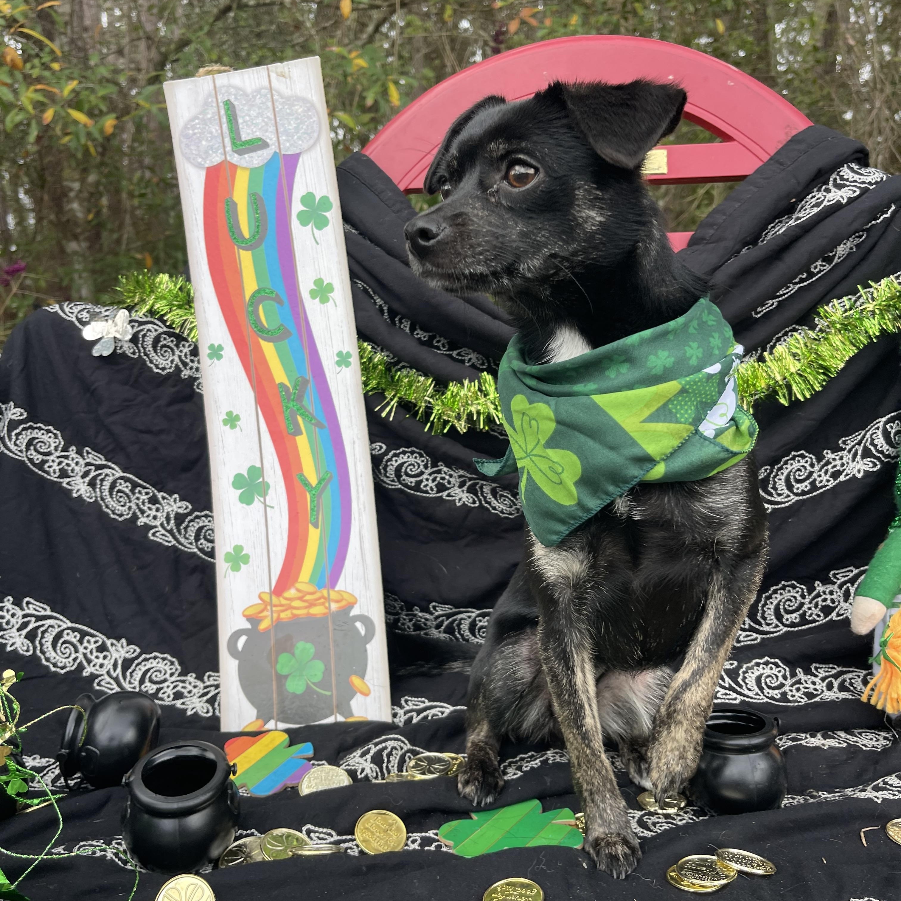 Cherry, an adopted mixed breed in Sebring, FL image 2/4