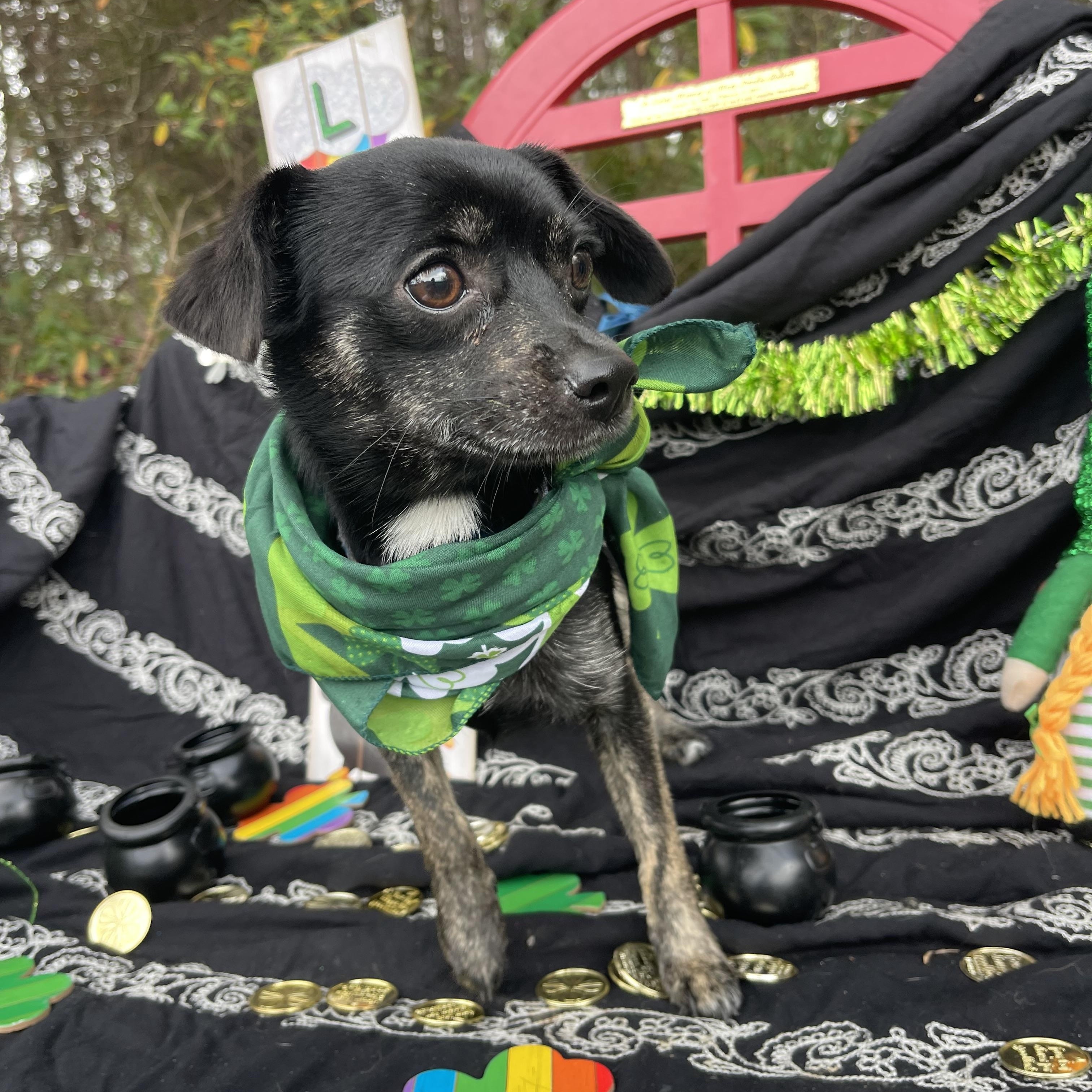 Cherry, an adopted mixed breed in Sebring, FL image 4/4