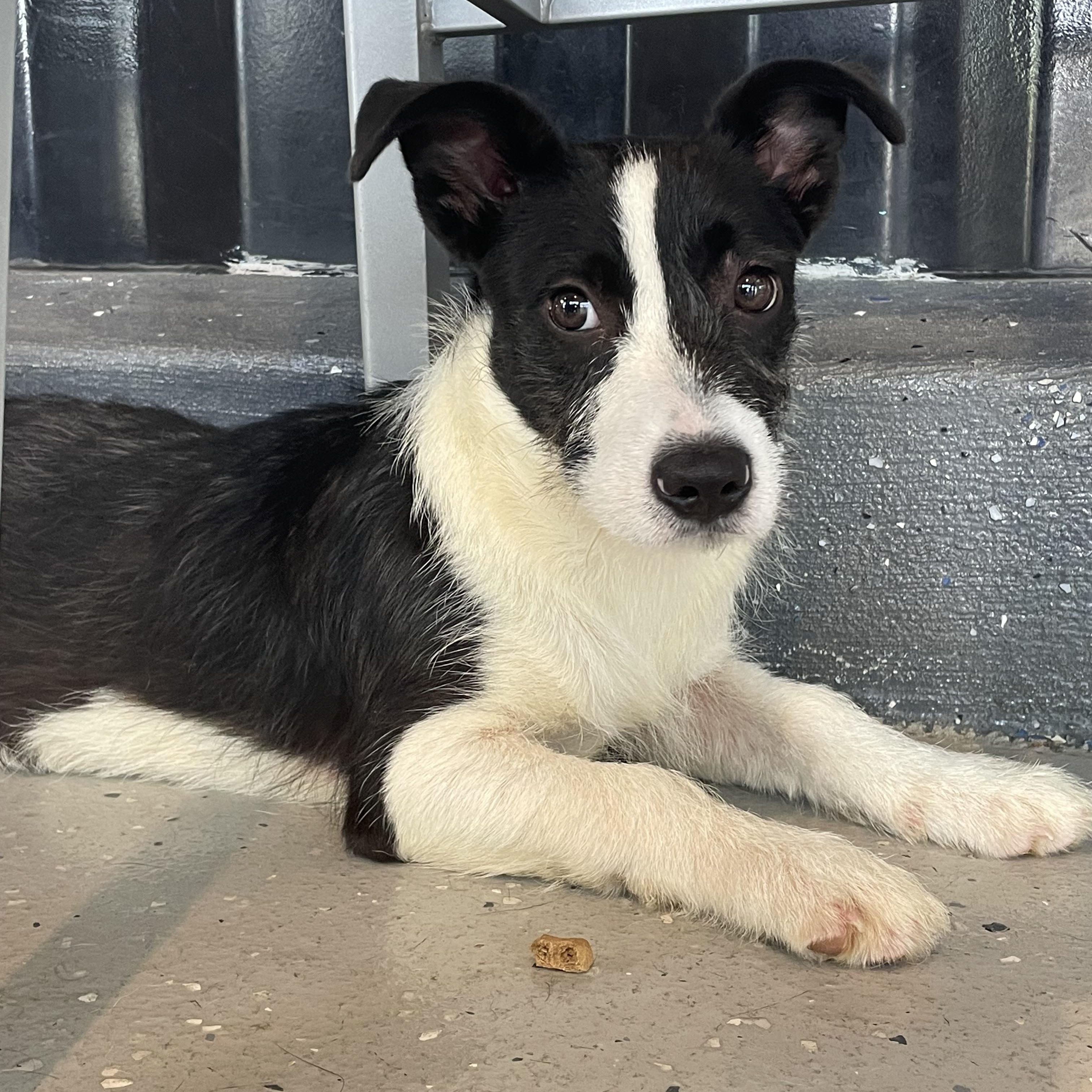 Enlarge Woofun, a Adoptable mixed breed in Eureka, MO image 1/1