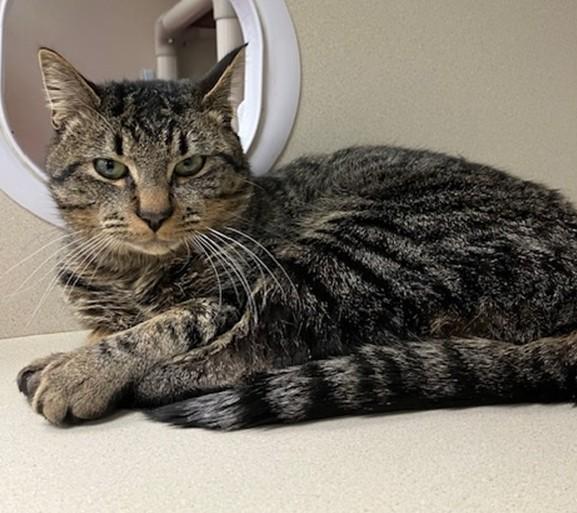 Enlarge ANDY, a Adoptable Domestic Short Hair in Springfield, MA image 2/4