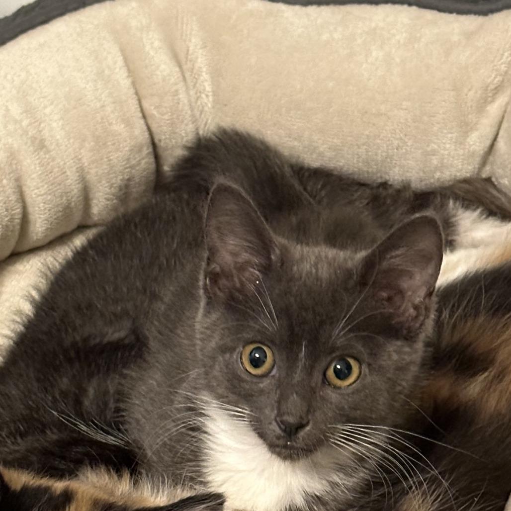 Daphne, Adoptable, Kitten Female Domestic Short Hair.