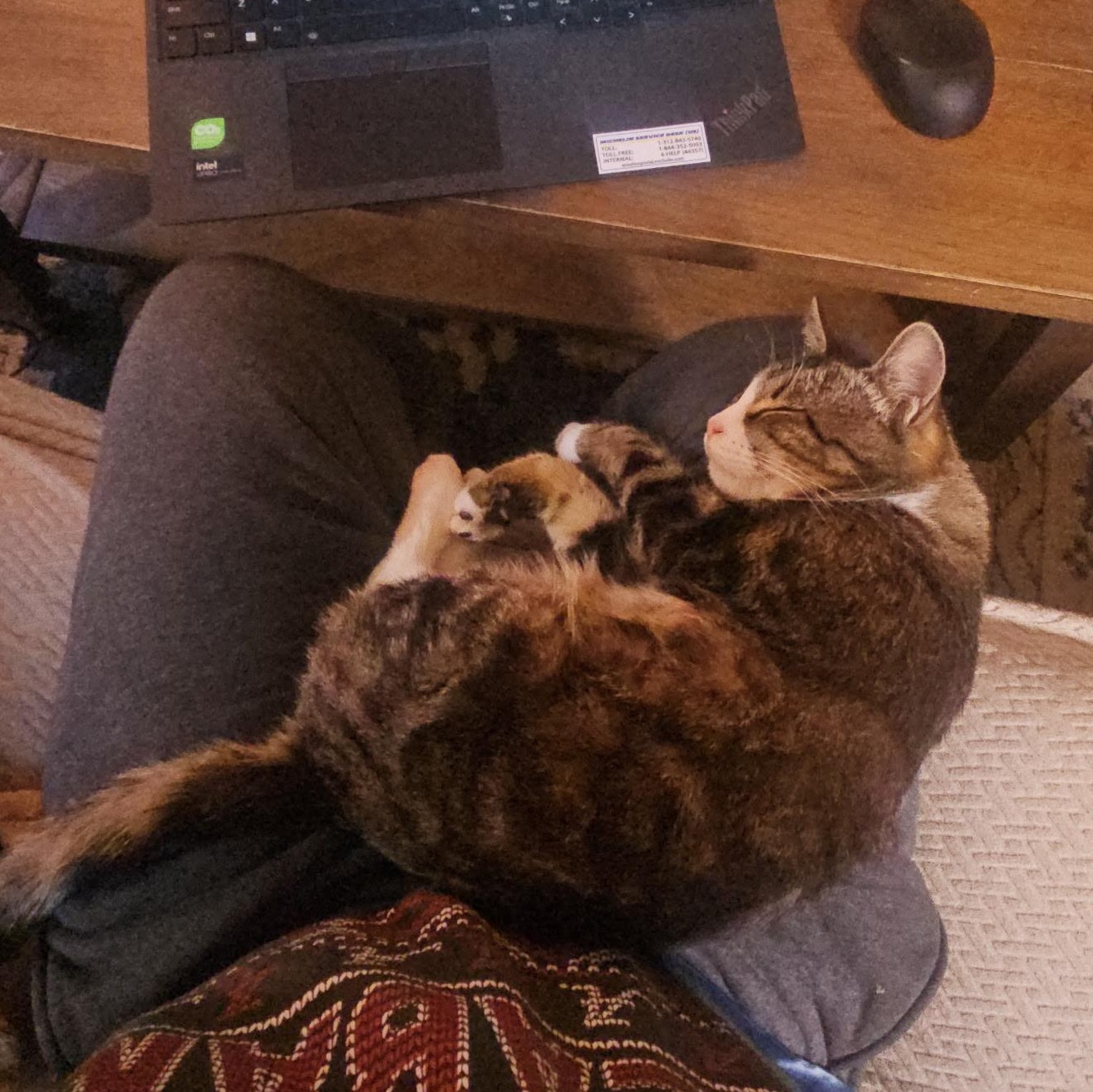 Enlarge Chaco, a ADOPTABLE Domestic Short Hair in Mauldin, SC image 2/6