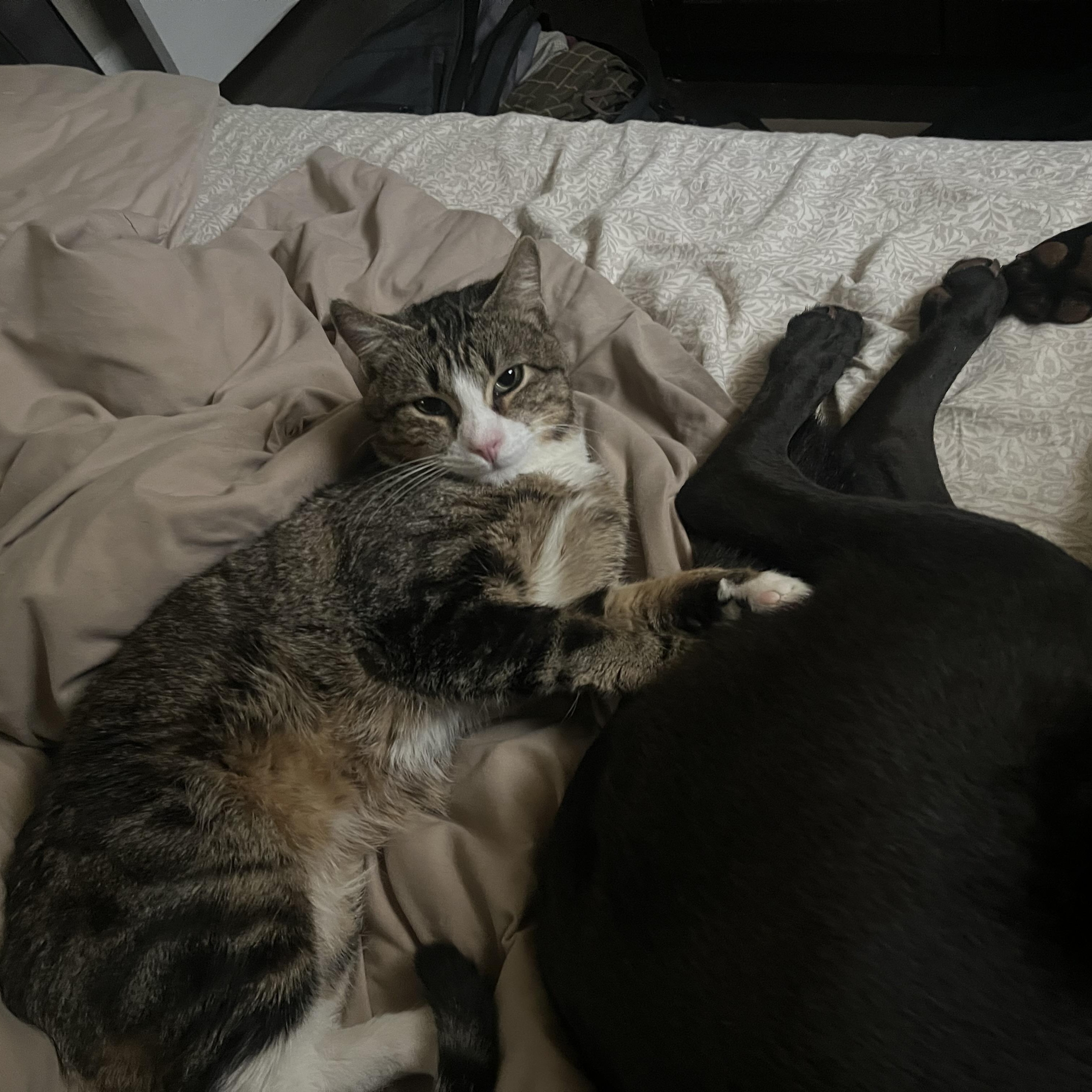 Enlarge Chaco, a ADOPTABLE Domestic Short Hair in Mauldin, SC image 4/6