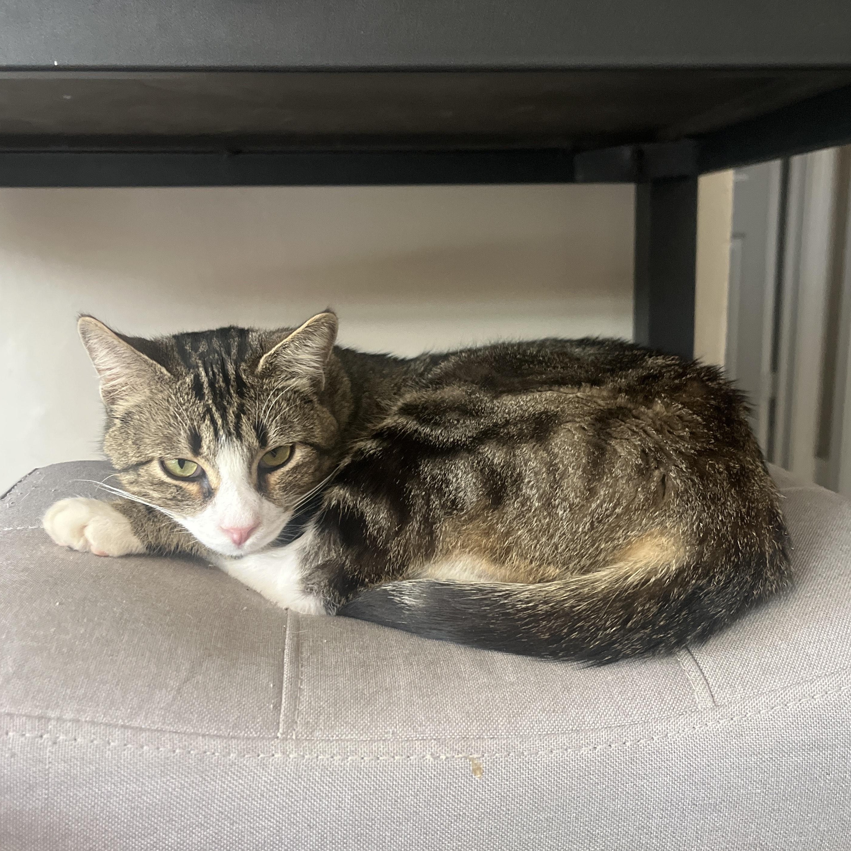 Enlarge Chaco, a ADOPTABLE Domestic Short Hair in Mauldin, SC image 3/6