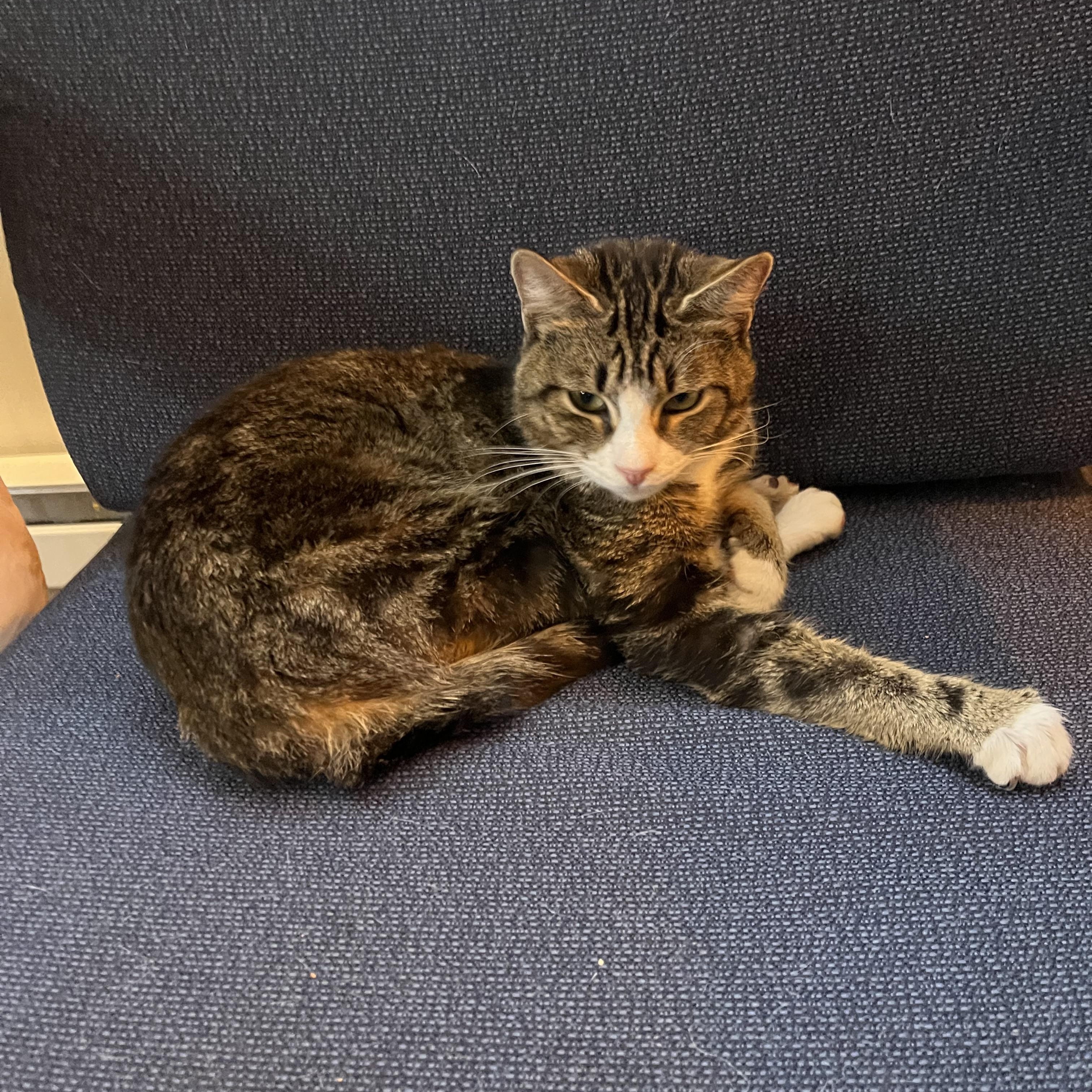 Enlarge Chaco, a ADOPTABLE Domestic Short Hair in Mauldin, SC image 5/6