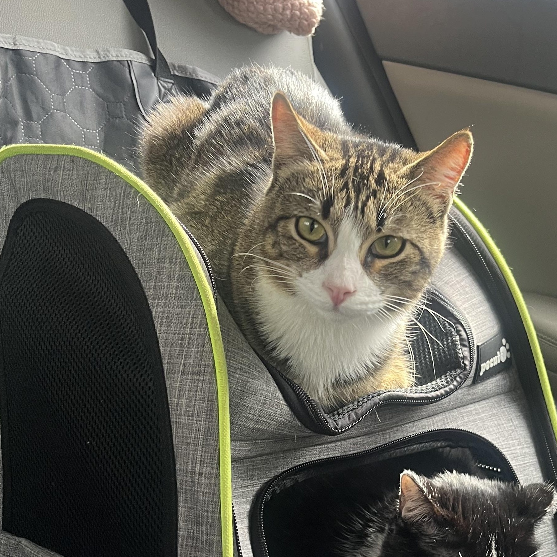 Chaco, ADOPTABLE, Young Male Domestic Short Hair.