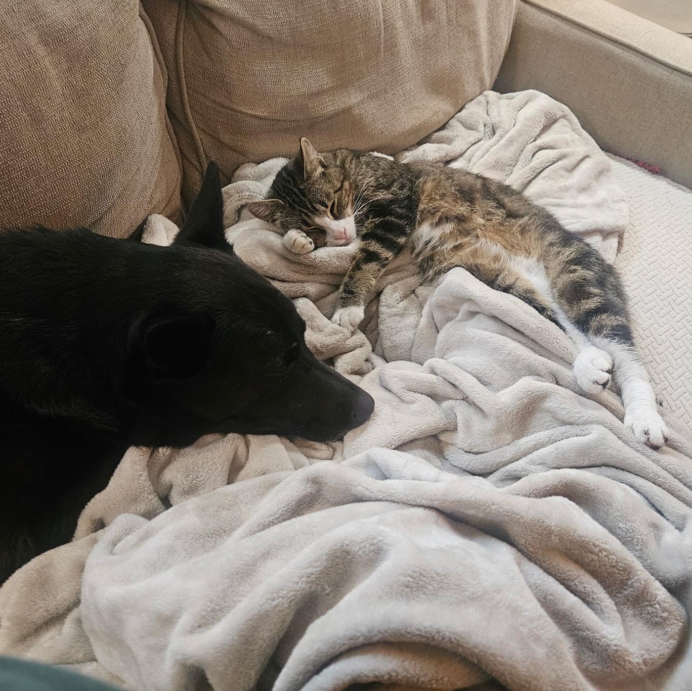 Enlarge Chaco, a ADOPTABLE Domestic Short Hair in Mauldin, SC image 6/6