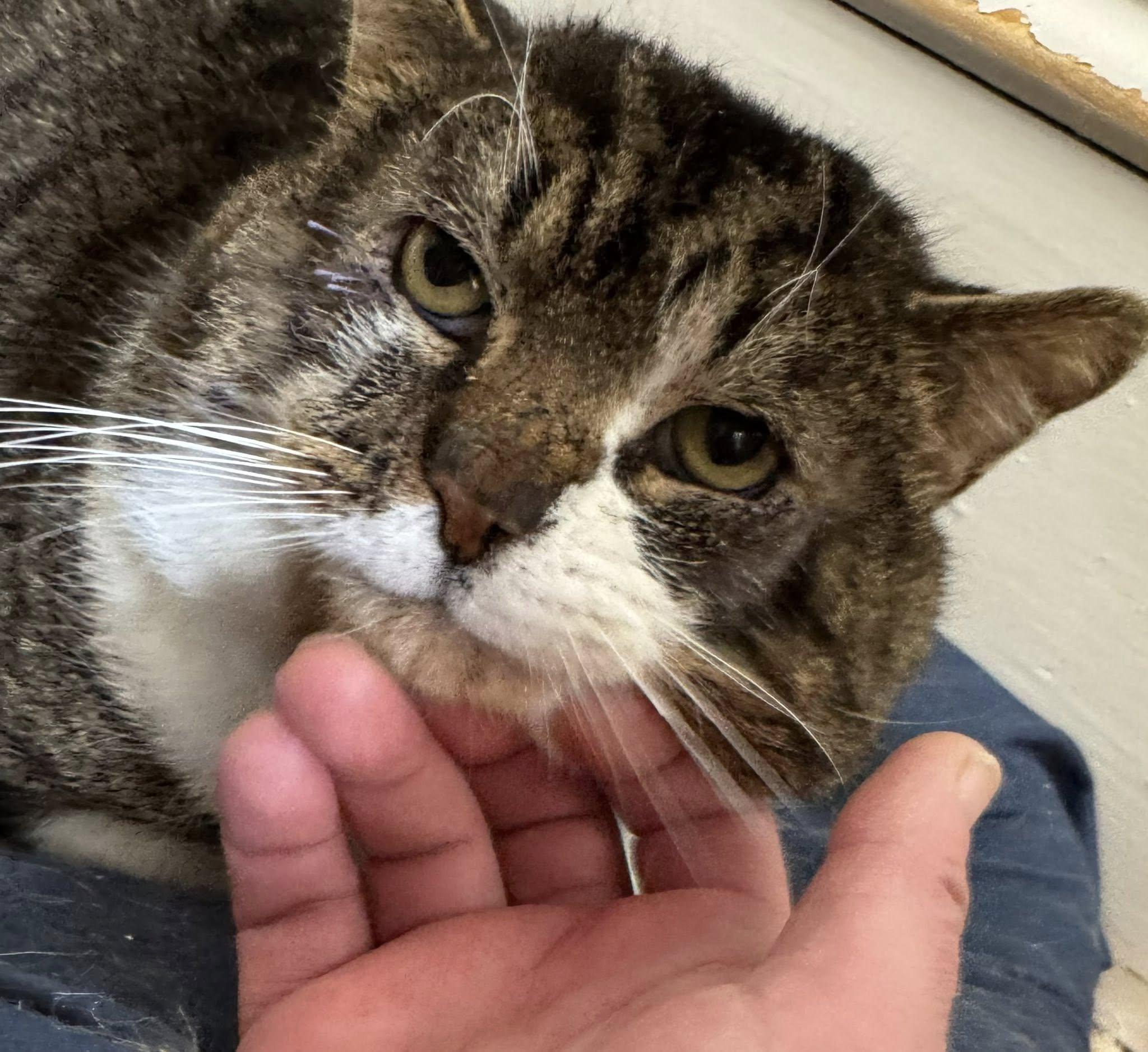 Enlarge Lynx, a Adoptable Manx in Spencerville, ON image 4/5