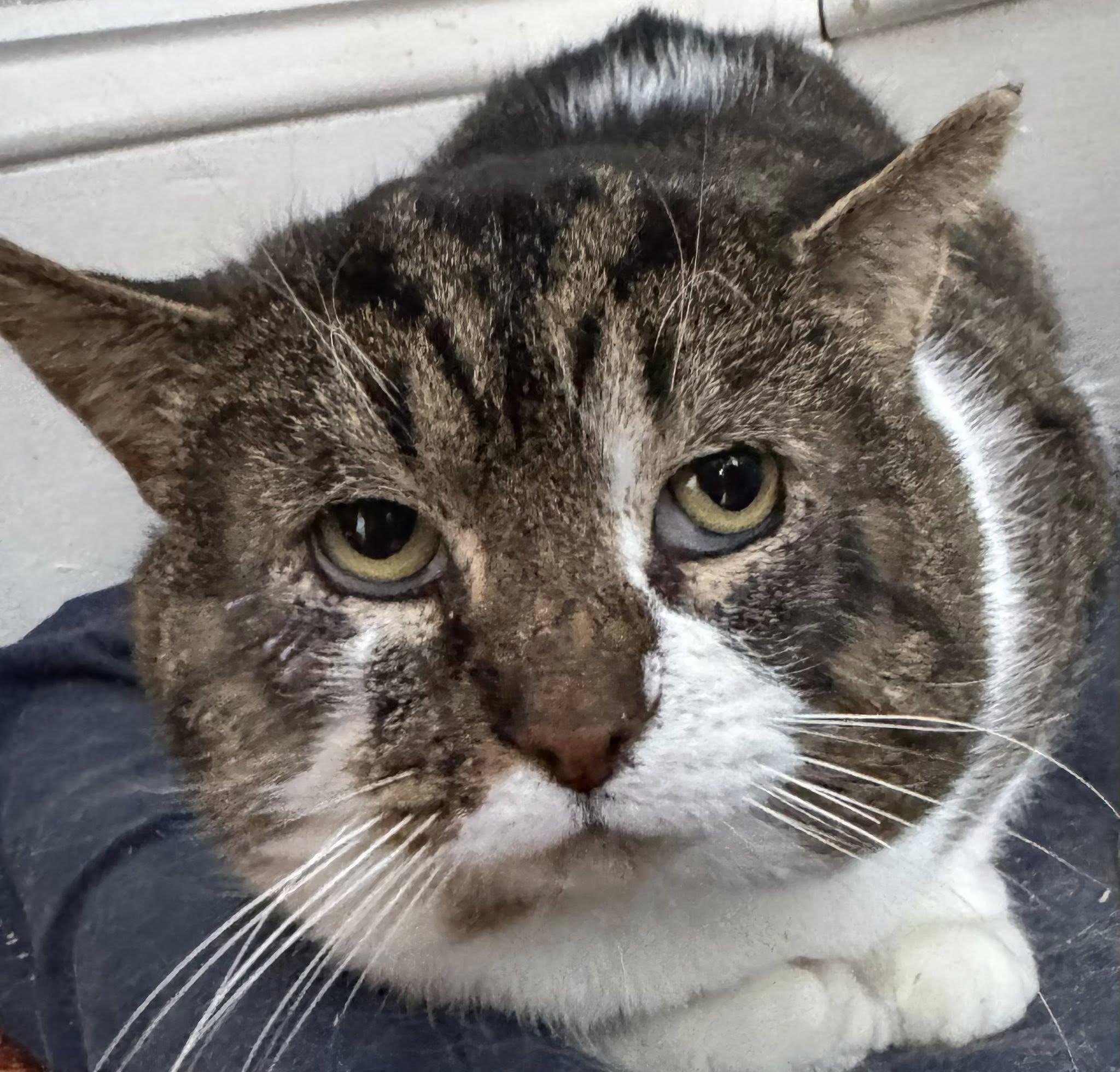 Lynx, an adoptable Manx in Spencerville, ON, K0E 1X0 | Photo Image 3