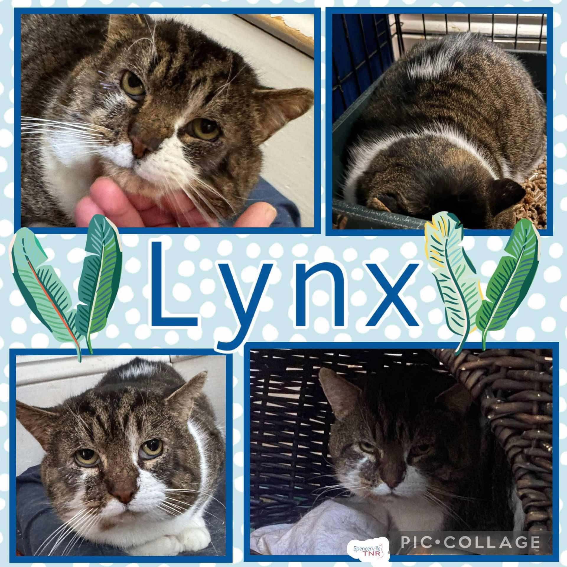 Enlarge Lynx, a Adoptable Manx in Spencerville, ON image 2/5