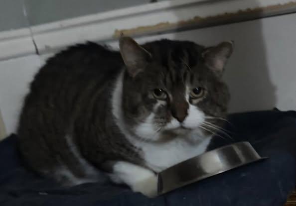 Enlarge Lynx, a Adoptable Manx in Spencerville, ON image 1/5