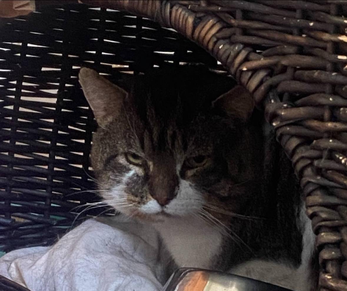 Enlarge Lynx, a Adoptable Manx in Spencerville, ON image 5/5