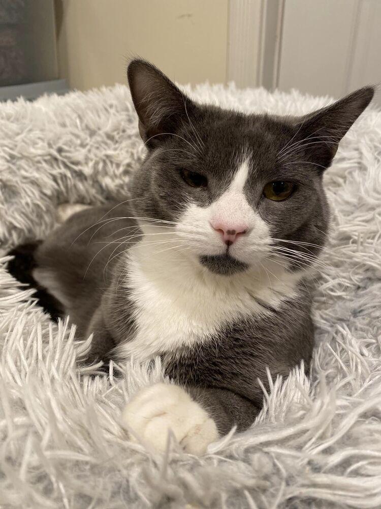 Enlarge Hayden, a Adoptable Domestic Short Hair in Lake Grove, NY image 1/4