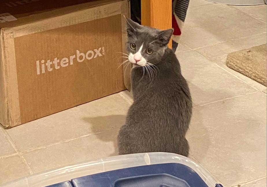 Enlarge Hayden, a Adoptable Domestic Short Hair in Lake Grove, NY image 2/4